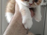 Exotic shorthair dişi