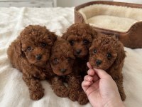 Toy Poodle Yavrusu