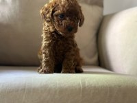 KIVIR KIVIR TOY POODLE DÜNYASI