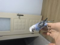 Yavru muhabbet kuşları ele alışkın