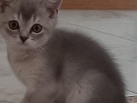 Oyuncu british kedim