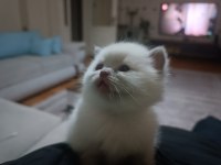 Şecere kaydı ve istanbul şampiyonluk geni olan kedimiz