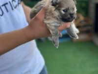 BEBEK POMERANİAN YAVRULAR BEYAZ