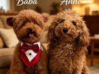 Toy poodle 45 günlük