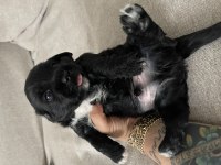 Morkie yavrumuz