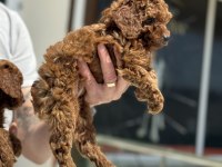 Petmode köpek çiftliğinde ziyarete açık toy poodle