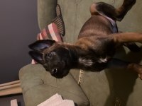 Sofia Ve Kanas Köpeklerimiz