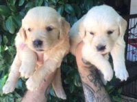 Golden retriever yavruları