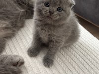Dişi scottish fold kedisi