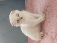 Scottish yavru kedi