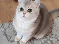 Safkan British Shorthair