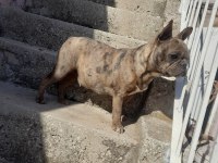 Blue merle erkek merle dişi french bulldog