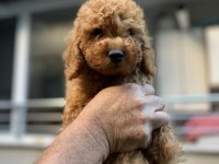 Sağlık ırk garantili toy poodle