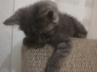 2 aylık British longhair