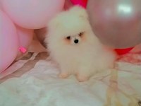 Mükemmel kalitede bir yavru pomeranian ultra mini boy