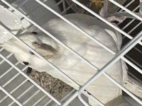 Albino çift üretime hazır sultan papağanı