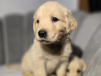 Orjinal Golden Retriever