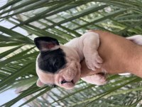 A Kalite Orjinal Fransız Bulldog