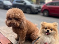 Eğitimli ırk ve sağlık garantili tea cup pomeranian