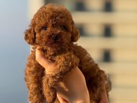 TEACUP BOY AŞILI WC EĞİTİMLİ PREMIUM POODLE