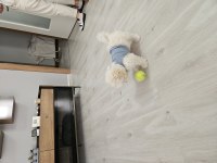 Dünya güzeli orjinal maltipoo yavrum