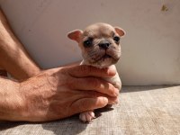Lilac fawn french bulldog yavrularımız