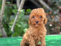 EXOTİC PET CLUBTAN SAFKAN TOY POODLE YAVRULARI