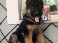 Üst düzey alman çoban köpeği yavruları