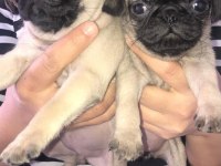 Pug bebişler