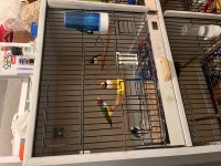 Goldian finch takımlar