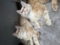 Maine coon bebekler