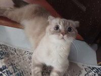 Scottish Fold Yavrularımız