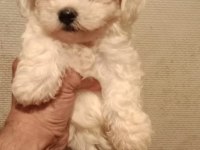 ORİJİNAL MALTESE TERRİER YAVRULARI