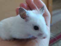 HAMSTER MALZEMELİ