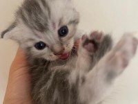 Yavru British Shorthair