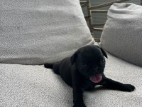 A Kalite Safkan Pug Yavruları