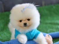 Orjinal Pomeranian boo yavrular