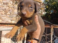A kalite king doberman yavrular