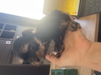 Safkan ırkının en iyisi yorkshire terrier