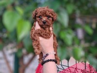 toy poodle köpeğimiz antalya