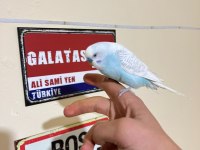 Erkek ele alışıktır bilginize güzel kuşlar gençler