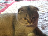 Scottish fold exotic oğlum