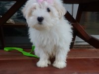 Erkek Kore maltese