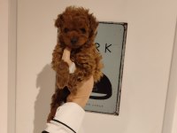 Kilo ve boy garantili poodle yavrularım