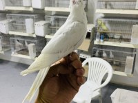 Yavru Albino Kırmızı Göz Sultan Papağanı