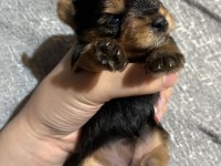 Saf kan a kalite Türkiyede böylesi yok yorkshire terrier