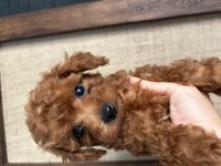 EVİN GÜZELLER GÜZELİ TEK KIZI TEACUP POODLE