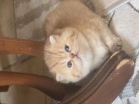 BRİTHİSH LONGHAİR GOLDEN SEÇERELİ MUHTEŞEM BEBEK