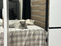 3 aylık yavru kediler