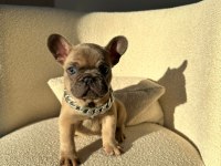 50 günlük blue sable erkek french bulldog